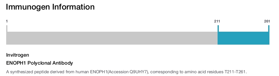 ENOPH1 Polyclonal Antibody