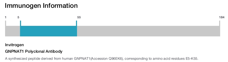 GNPNAT1 Polyclonal Antibody