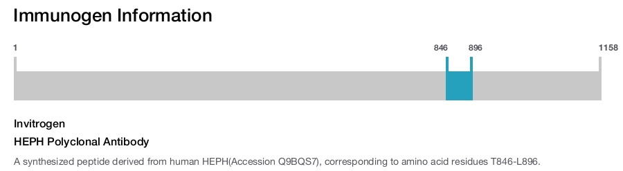 HEPH Polyclonal Antibody