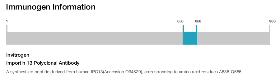 Importin 13 Polyclonal Antibody
