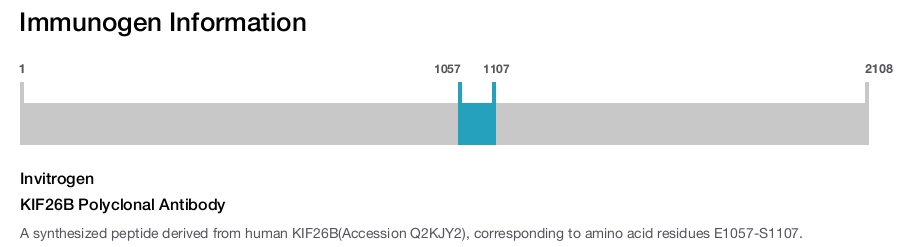 KIF26B Polyclonal Antibody