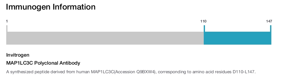 MAP1LC3C Polyclonal Antibody