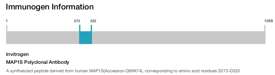 MAP1S Polyclonal Antibody