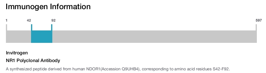 NR1 Polyclonal Antibody