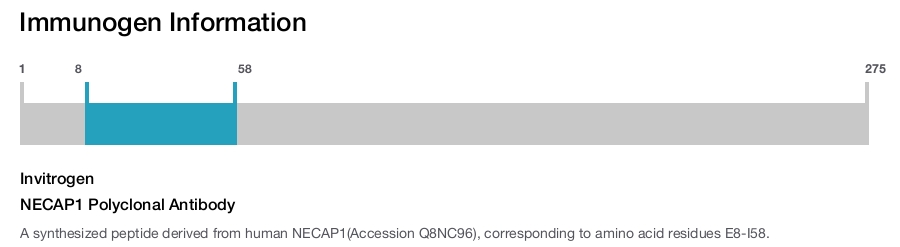 NECAP1 Polyclonal Antibody