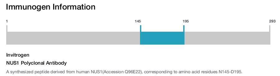 NUS1 Polyclonal Antibody