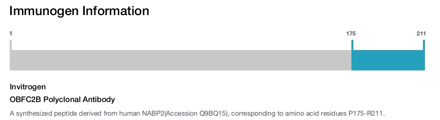 OBFC2B Polyclonal Antibody