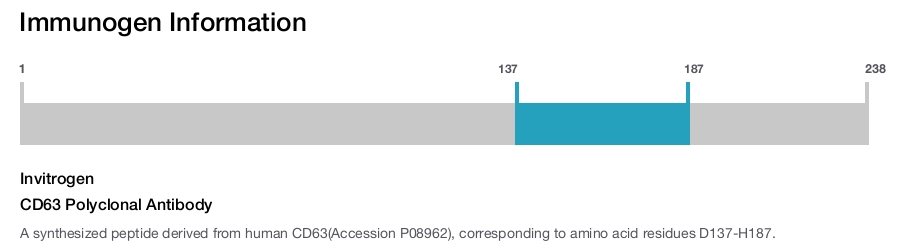 CD63 Polyclonal Antibody