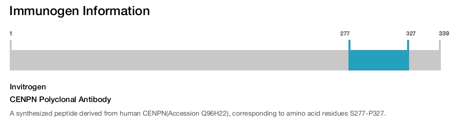 CENPN Polyclonal Antibody