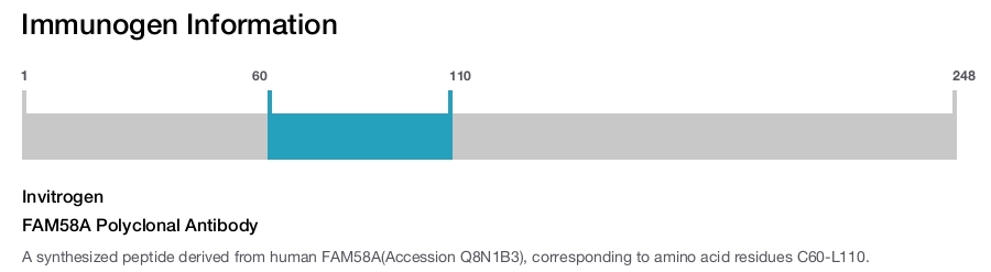 FAM58A Polyclonal Antibody