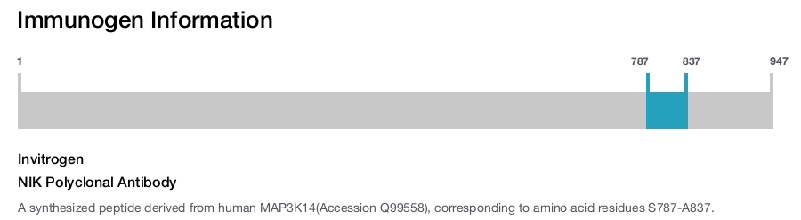 NIK Polyclonal Antibody