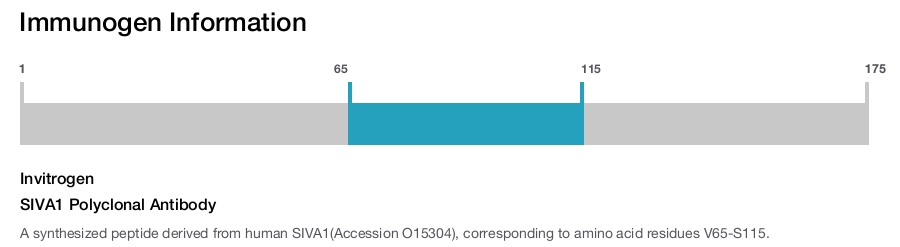 SIVA1 Polyclonal Antibody