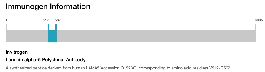 Laminin alpha-5 Polyclonal Antibody