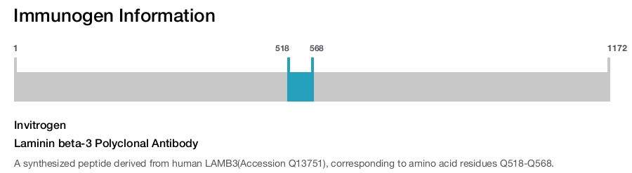 Laminin beta-3 Polyclonal Antibody