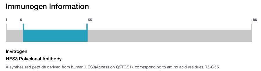 HES3 Polyclonal Antibody