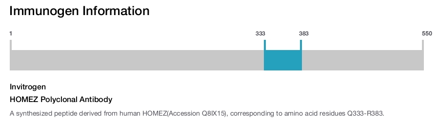HOMEZ Polyclonal Antibody