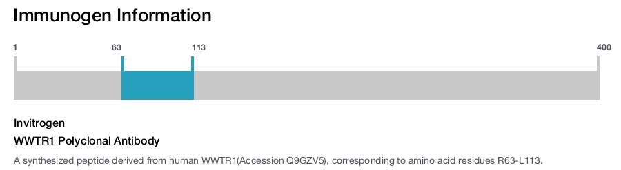 WWTR1 Polyclonal Antibody