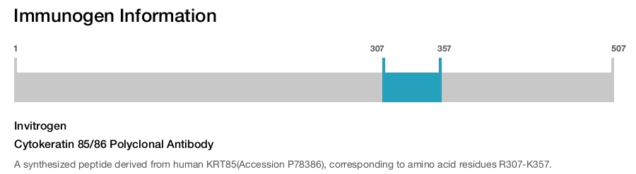 Cytokeratin 85/86 Polyclonal Antibody