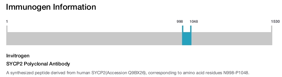 SYCP2 Polyclonal Antibody