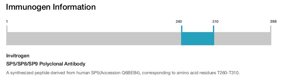 SP5/SP8/SP9 Polyclonal Antibody