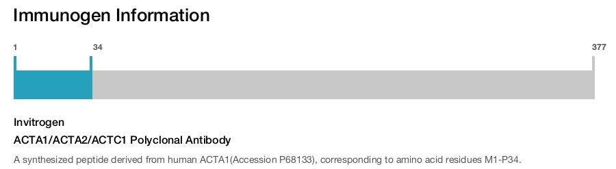 ACTA1/ACTA2/ACTC1 Polyclonal Antibody