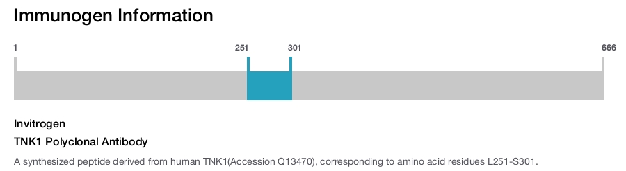 TNK1 Polyclonal Antibody