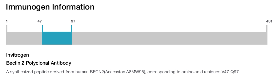Beclin 2 Polyclonal Antibody