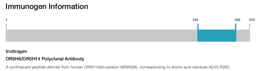 OR5H6/OR5H14 Polyclonal Antibody