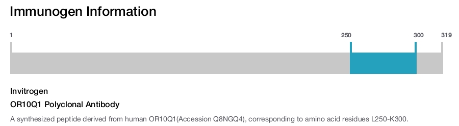 OR10Q1 Polyclonal Antibody