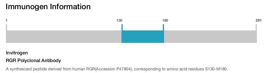 RGR Polyclonal Antibody