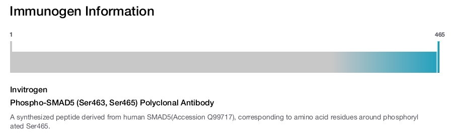 Phospho-SMAD5 (Ser463, Ser465) Polyclonal Antibody