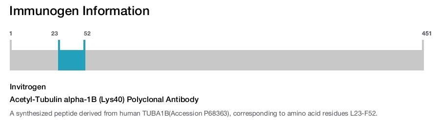 Acetyl-Tubulin alpha-1B (Lys40) Polyclonal Antibody