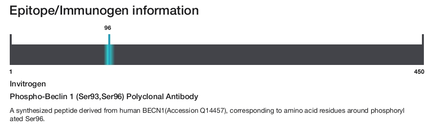 Phospho-Beclin 1 (Ser93,Ser96) Polyclonal Antibody
