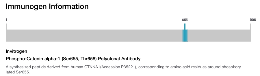 Phospho-Catenin alpha-1 (Ser655, Thr658) Polyclonal Antibody