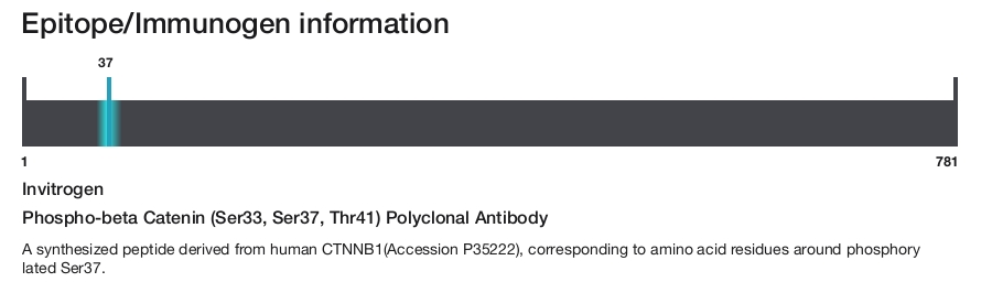 Phospho-beta Catenin (Ser33, Ser37, Thr41) Polyclonal Antibody