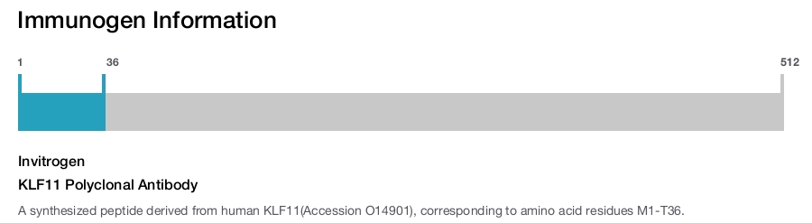 KLF11 Polyclonal Antibody