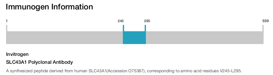 SLC43A1 Polyclonal Antibody