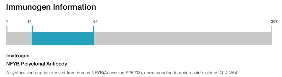 NFYB Polyclonal Antibody