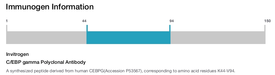C/EBP gamma Polyclonal Antibody