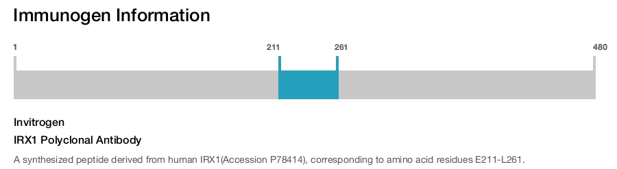 IRX1 Polyclonal Antibody