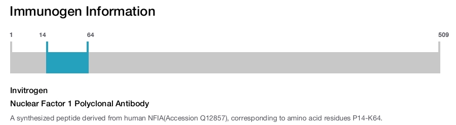 Nuclear Factor 1 Polyclonal Antibody