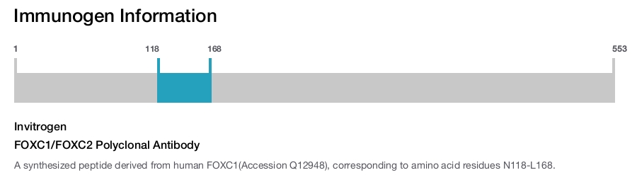 FOXC1/FOXC2 Polyclonal Antibody