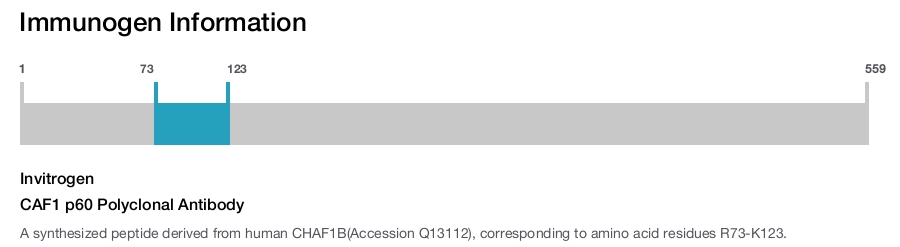CAF1 p60 Polyclonal Antibody