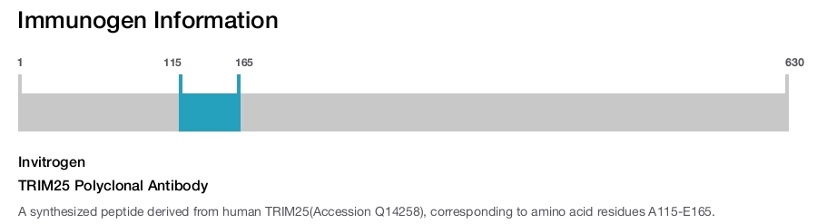 TRIM25 Polyclonal Antibody