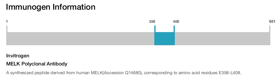 MELK Polyclonal Antibody