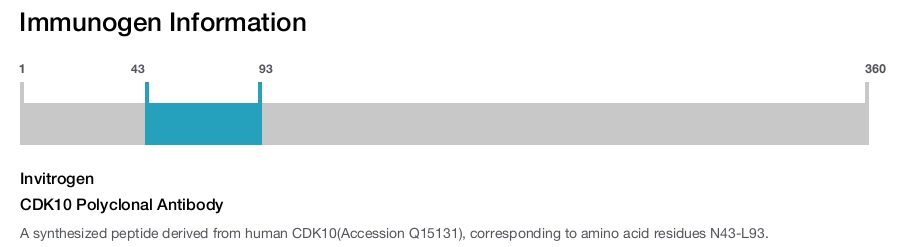 CDK10 Polyclonal Antibody