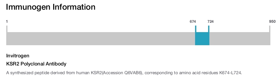 KSR2 Polyclonal Antibody