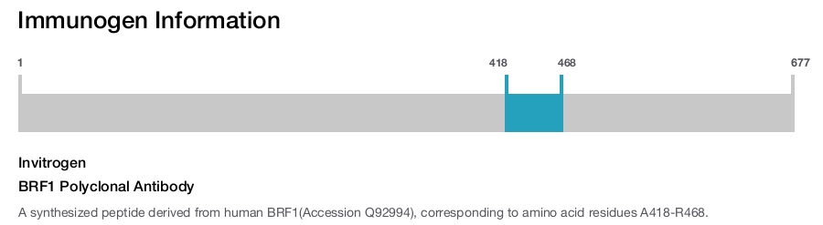 BRF1 Polyclonal Antibody