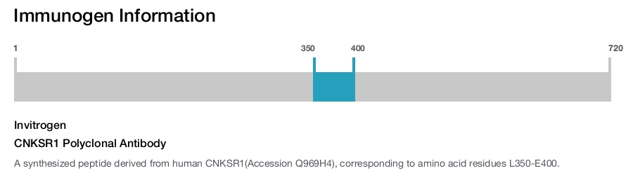 CNKSR1 Polyclonal Antibody