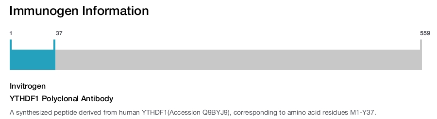 YTHDF1 Polyclonal Antibody